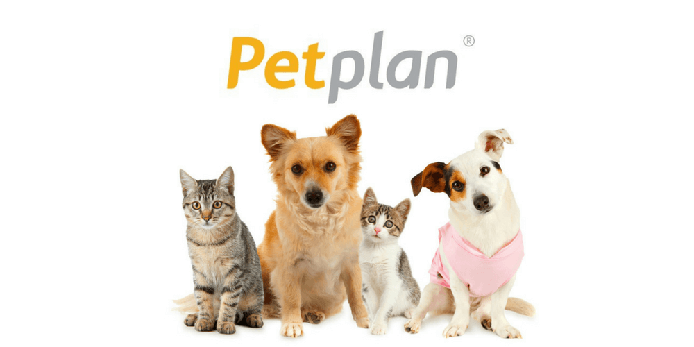Petplan - pet insurance to cover vet bills | Help Desk Migration Blog